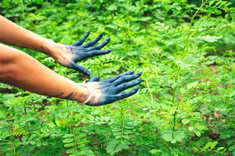 Indigo – Il Pigmento Naturale per un Mondo più Verde e Vibrante!